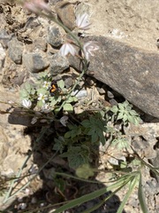 Heliothela ophideresana