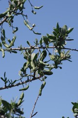 Cadaba natalensis
