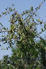 Cadaba natalensis