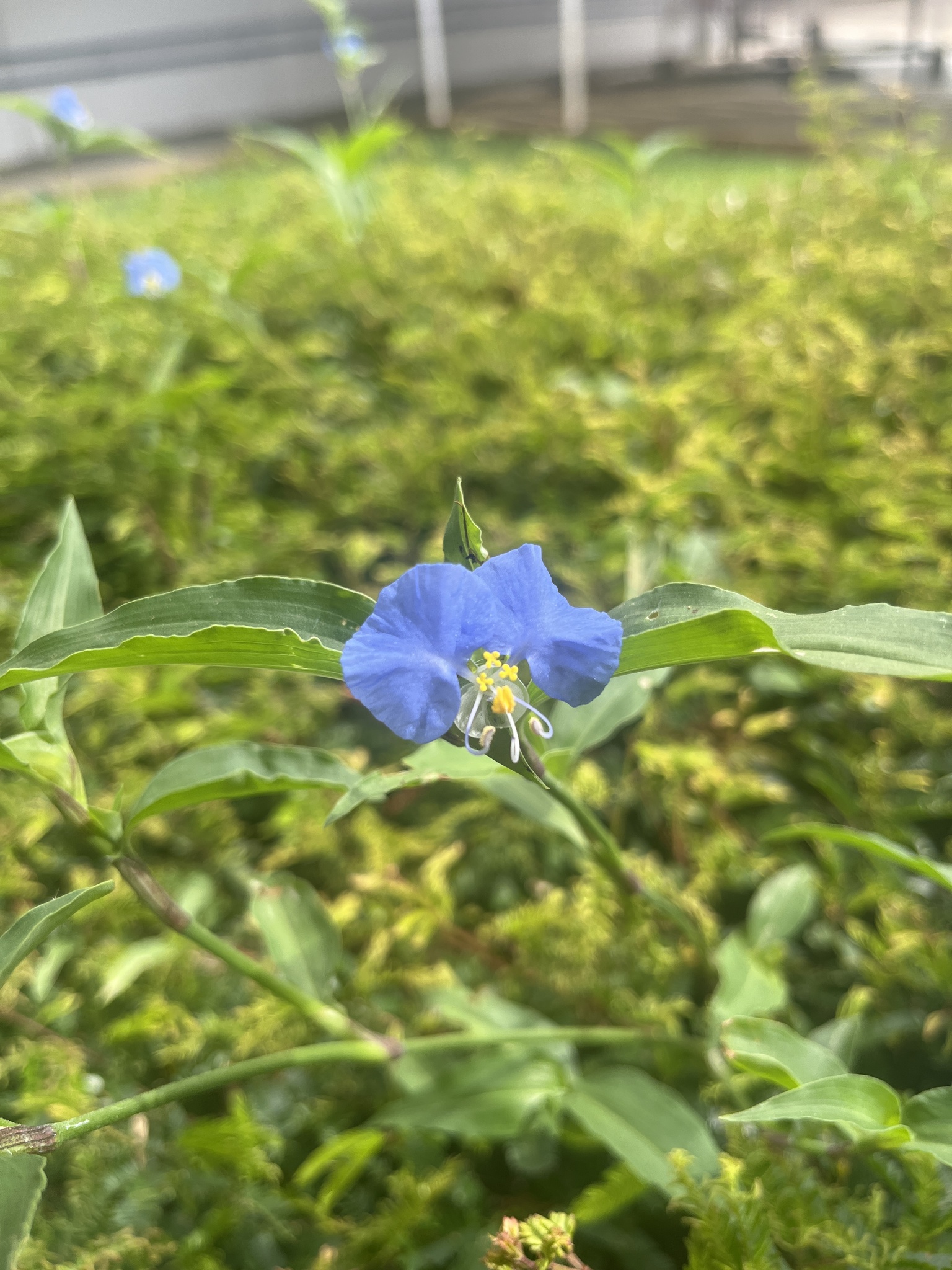 Commelina erecta