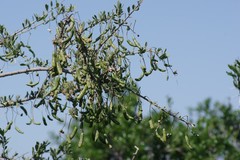 Cadaba natalensis