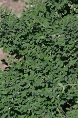 Flueggea verrucosa