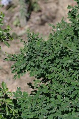 Flueggea verrucosa
