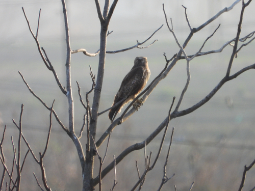 Eastern Buzzard