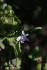 Siphonoglossa leptantha