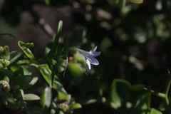 Siphonoglossa leptantha