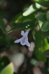 Siphonoglossa leptantha