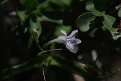 Siphonoglossa leptantha