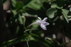 Siphonoglossa leptantha