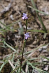 Cyanotis speciosa