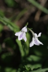 Siphonoglossa leptantha
