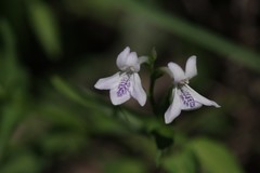 Siphonoglossa leptantha