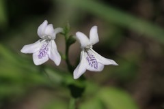 Siphonoglossa leptantha
