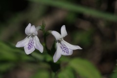 Siphonoglossa leptantha