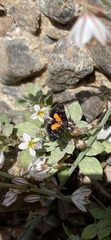 Heliothela ophideresana