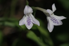 Siphonoglossa leptantha