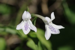 Siphonoglossa leptantha