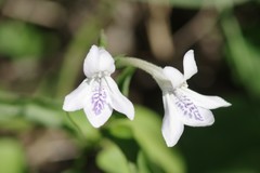 Siphonoglossa leptantha