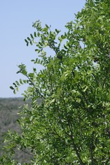 Ptaeroxylon obliquum