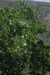 Jasminum angulare