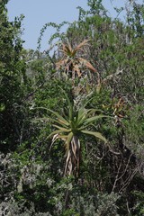 Aloe pluridens