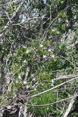 Jasminum multipartitum