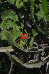 Pelargonium inquinans