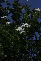 Jasminum multipartitum
