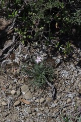 Dianthus thunbergii