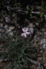 Dianthus thunbergii