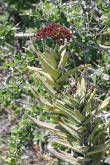 Crassula perfoliata