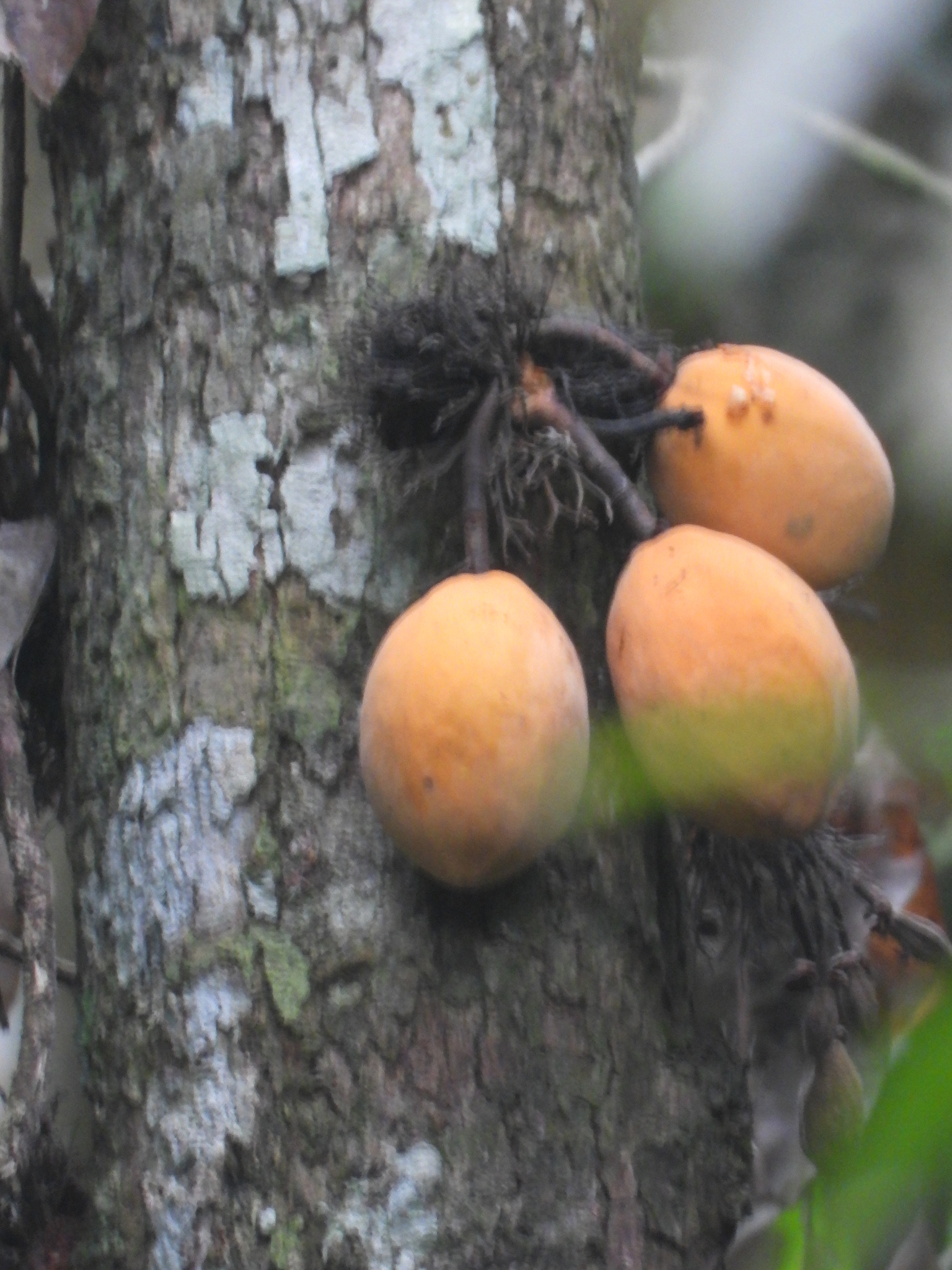 Cacaui (Theobroma speciosum)