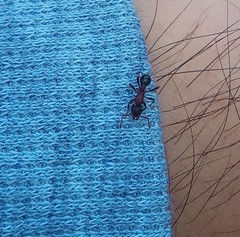 Stictoponera bicolor