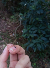 Stictoponera bicolor