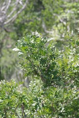 Ptaeroxylon obliquum