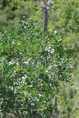 Ptaeroxylon obliquum