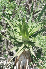 Aloe pluridens