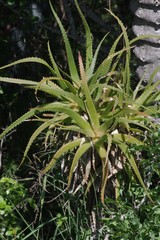 Aloe pluridens