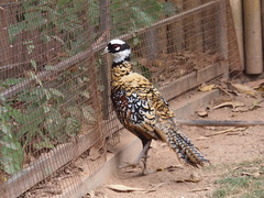 Syrmaticus reevesii