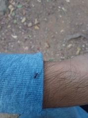Stictoponera bicolor