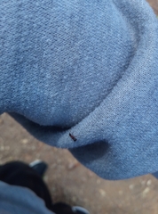 Stictoponera bicolor