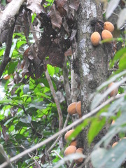 Theobroma speciosum, photograph author not stated, no rights reserved