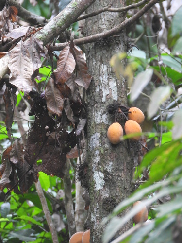 Theobroma speciosum, photograph 1