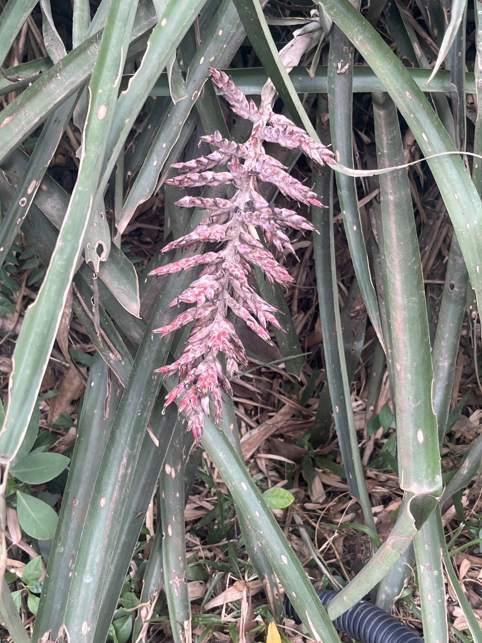 Aechmea distichantha