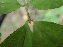 Callicarpa mollis