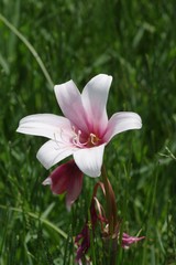 Crinum campanulatum