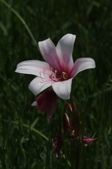 Crinum campanulatum