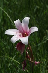 Crinum campanulatum
