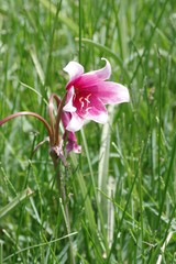 Crinum campanulatum