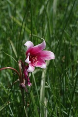 Crinum campanulatum